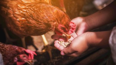 Animal Feed